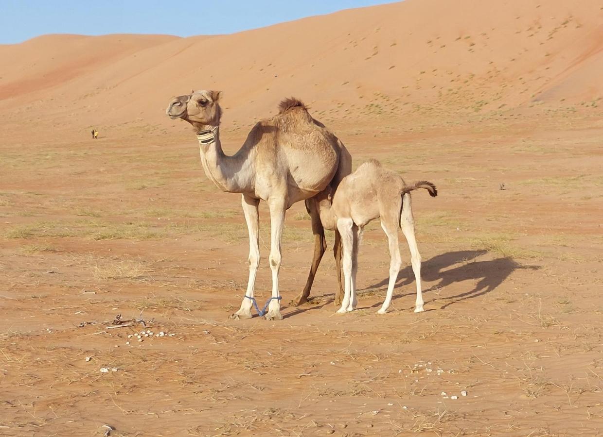 Delight Desert Camp Al Wāşil Eksteriør billede